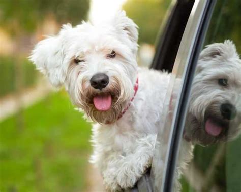 Traveling with Pets - How to Travel with Pets | Femina.in