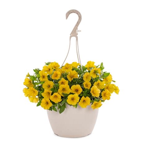 Lowe's Multicolor Supercal Petchoa or Calibrachoa in 1.5-Gallon Hanging ...