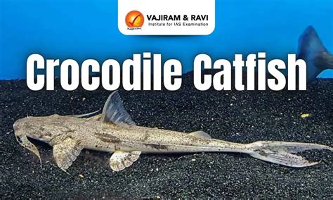 Crocodile Catfish. Scientific Name, Distribution