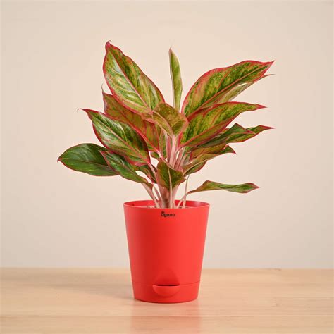 Buy Aglaonema Red Plant | Vibrant Red Chinese Evergreen for Sale – Ugaoo