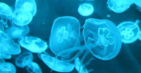 The Little Manager X Hong Kong Water Taxi | Little Marine Conservation ...