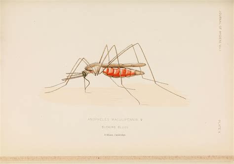 Cinchona Tree Malaria