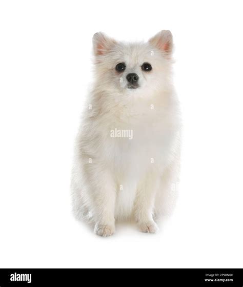 Cute fluffy little dog isolated on white Stock Photo - Alamy