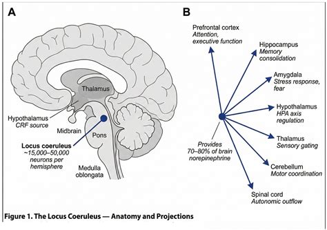The Locus Coeruleus Norepinephrine Depletion Hypothesis of ME/CFS: A ...
