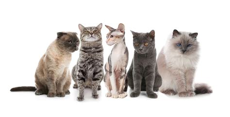 How Many Different Cat Breeds are There: Ultimate Guide - Cats