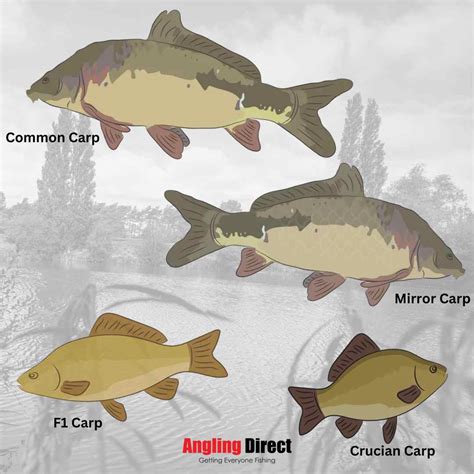 Fish Species & Types of Fish: Ultimate Guide for Anglers