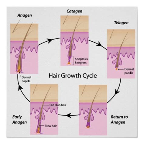 Hair Growth Cycle and Hair Loss | Life cycle of Hair | Hair & Senses