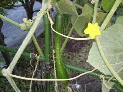 Image result for View Code Button Access