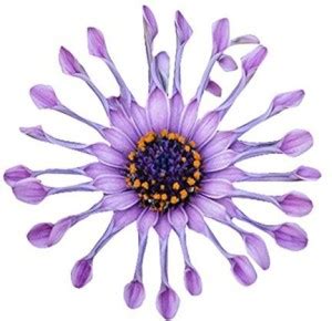 VibeX Beautiful Eyed Osteospermum African Daisy Seeds - Lavender Seed ...