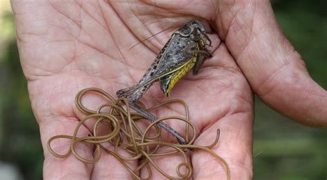 Horrifying True Stories of Insect Zombies
