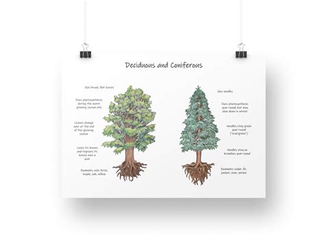 Conifer Vs Deciduous Trees: Printable Classroom Poster for Tree ...