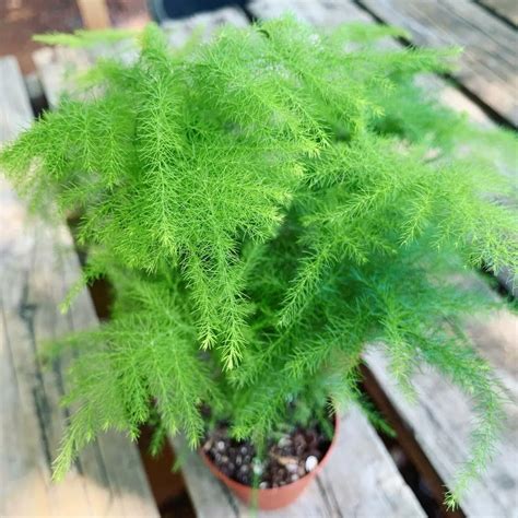 Asparagus Setaceus | Asparagus Fern - Plant – Lalit Enterprise