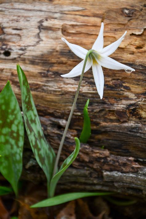 Erythronium albidum | white trout lily | Meristem