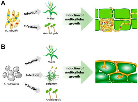 Molecular Mechanisms Involved in the Multicellular Growth of ...