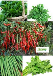 CYBEXIS Spinach, Methi, dhaniya, Tomato, Chilli, Beans -5pkt Seeds ...