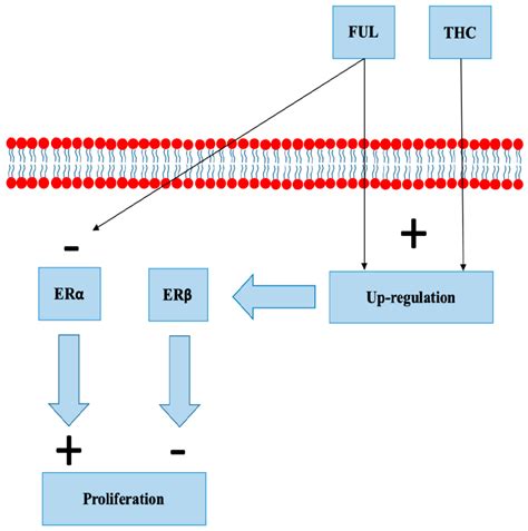 Cannabinoids and Hormone Receptor-Positive Breast Cancer Treatment