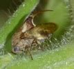 Insect Pests