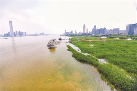 莲蓬大量“出水”上市 武汉人实现“莲蓬自由”-武汉市农业农村局