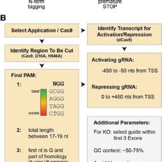 Guide RNA Function 的图像结果