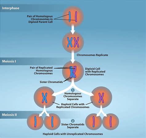 The Male Reproductive System: Sperm Production and Preparation Tutorial ...