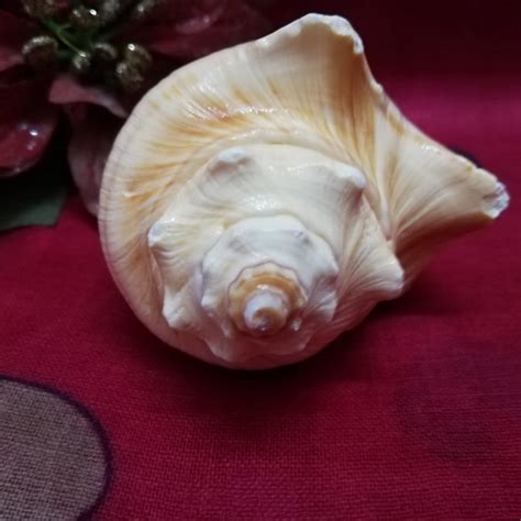 DivineTemples Auspicious Left Handed Lakshmi Pooja Shankh : Amazon.in ...