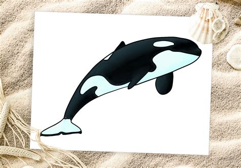 How to Draw an Orca (Step-by-Step-tutorial) | Design Bundles