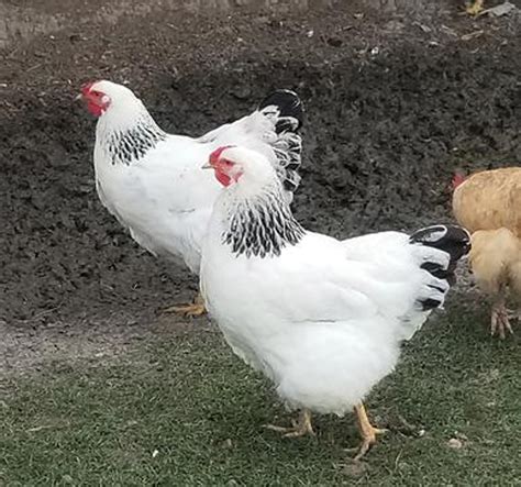 Columbian Wyandotte Chicken