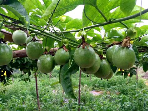 广西百香果种植基地-百香果种植气候条件要求，这4个条件满足你家就可以种