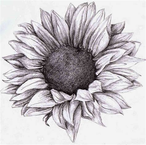 Shading Drawing of Flowers: A Step-by-Step Guide for Beginners