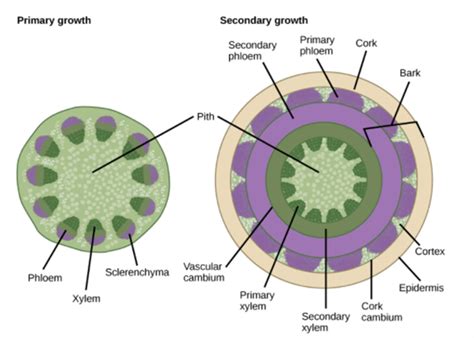 Types of meristems — lesson. Science State Board, Class 9.
