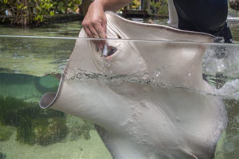 Cownose Stingray