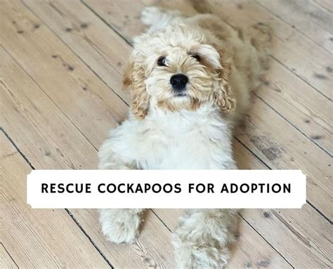 Top 5 Rescue Cockapoo Adoption Centers 2024