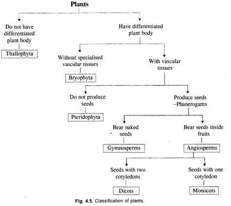 Diversity in Living Organisms Class 9 Important Questions Science ...