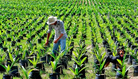 La palma, un cultivo clave que aporta sostenibilidad al país - TSM Noticias