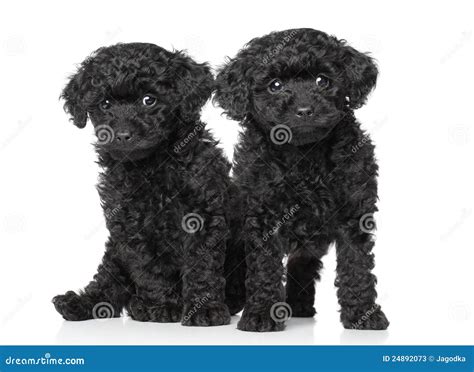 Black Toy Poodle Puppies Stock Photos - Image: 24892073