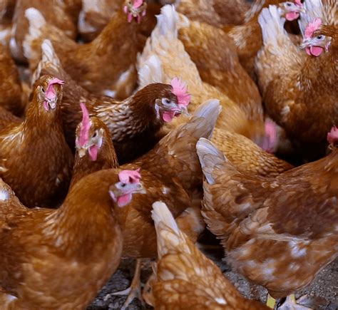 Mid-States Specialty Eggs | Committed to Quality