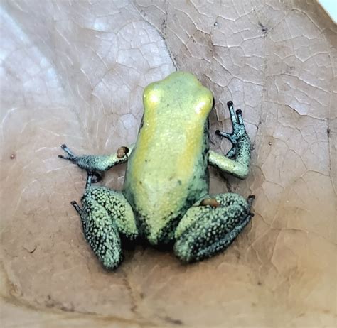 モウドクフキヤガエル（テリビリス） “ミント” Phyllobates terribilis “Mint“ | Amazonarium