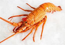 lobster 的图像结果