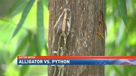 GATOR WEEK: Alligator vs Python