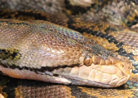 Reticulated Python Poop 的图像结果