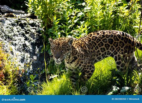 El Jaguar Habitat Natural at David Greenfield blog