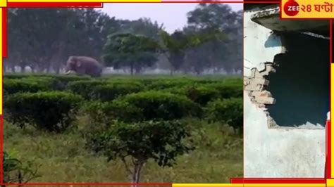 Malbazar: ফের শিশুশিক্ষা কেন্দ্রের মিড ডে মিলের রান্না ঘরে হানা বুনো ...