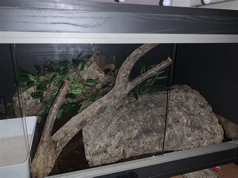 Image result for Ball Python Setup