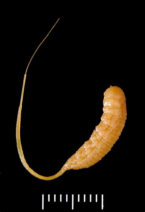 Hate flies in the summer? Here’s why you should love them. | Vox