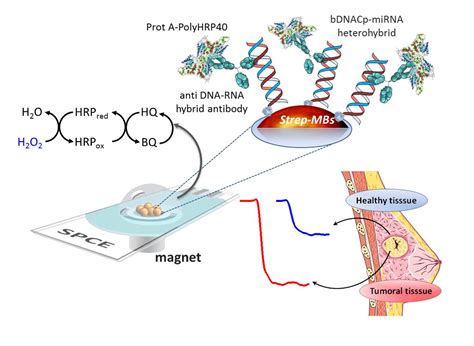 Magnetic Beads-Based Sensor with Tailored Sensitivity for Rapid and ...