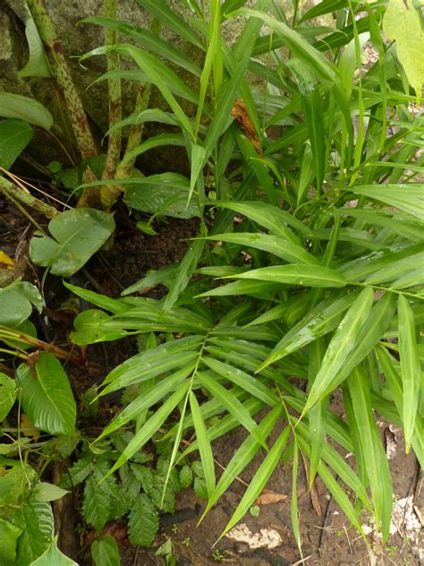 Zingiber officinale Roscoe | Plants of the World Online | Kew Science