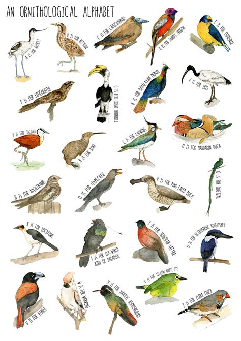 Types Of Birds 4 Letters at Autumn Allen blog