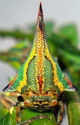 Os 5 animais mais exóticos que você provavelmente vai ver! - Sabia Disso