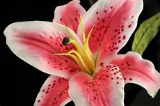 i fiori come consegnare i fiori cura dei fiori i fiori come consegnare i fiori cura dei fiori