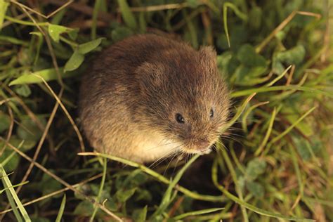 Field Mouse Vs Vole at Billy Mccormick blog